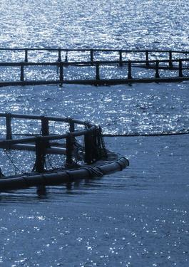 Global Gap Sertifisering, Bureau Veritas